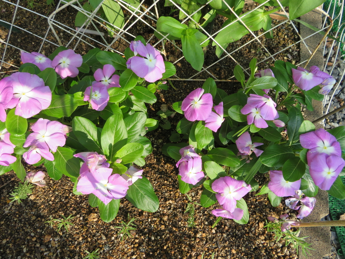f:id:grk1:20190716160757j:plain f:id:grk1:20190716160757j:plain