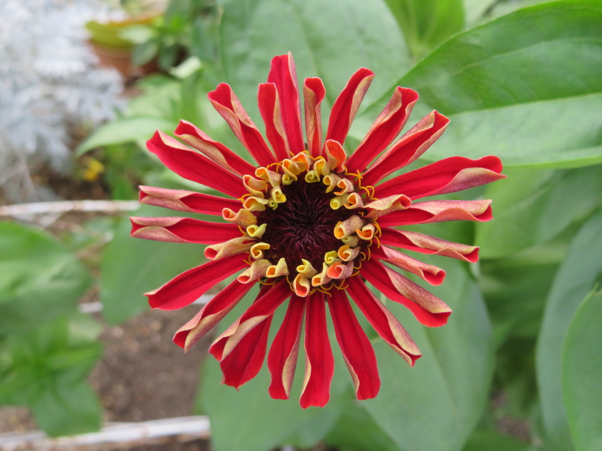 f:id:grk1:20190718215232j:plain f:id:grk1:20190718215232j:plain