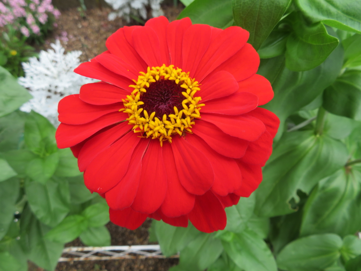 f:id:grk1:20190723085810j:plain
