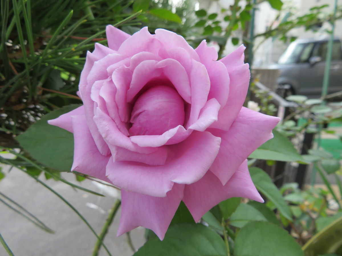 f:id:grk1:20190730092621j:plain f:id:grk1:20190730092621j:plain