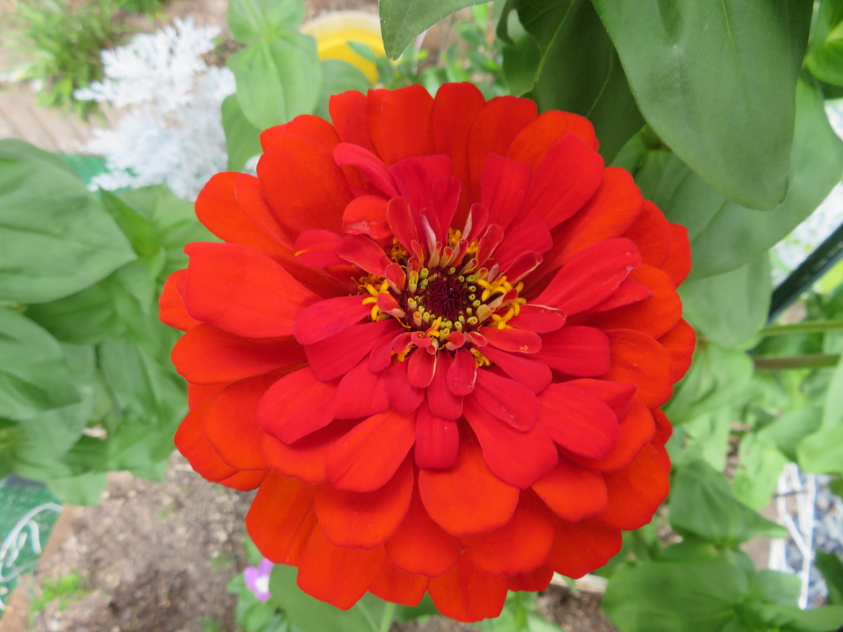 f:id:grk1:20190730092704j:plain f:id:grk1:20190730092704j:plain