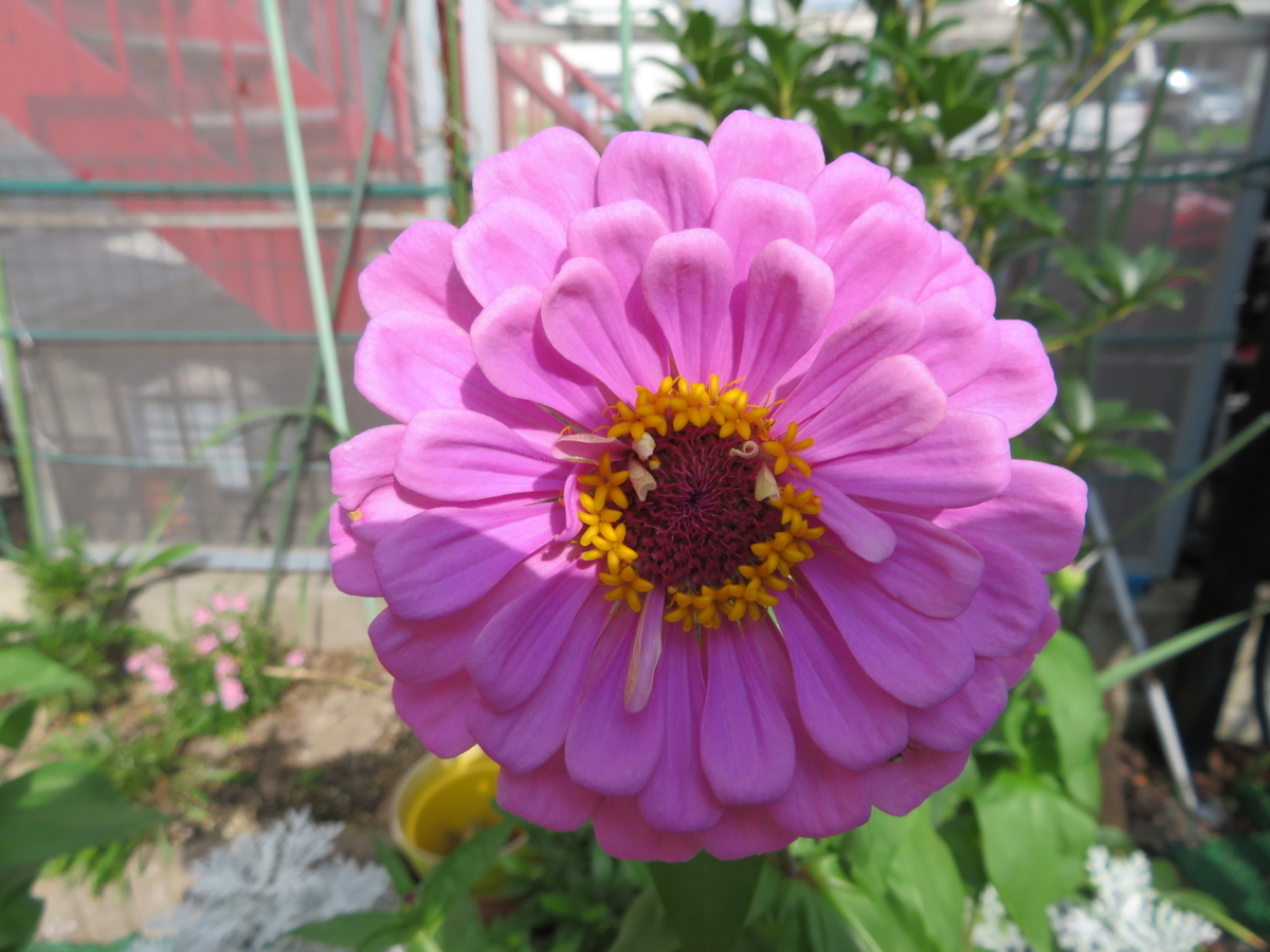 f:id:grk1:20190730092732j:plain f:id:grk1:20190730092732j:plain