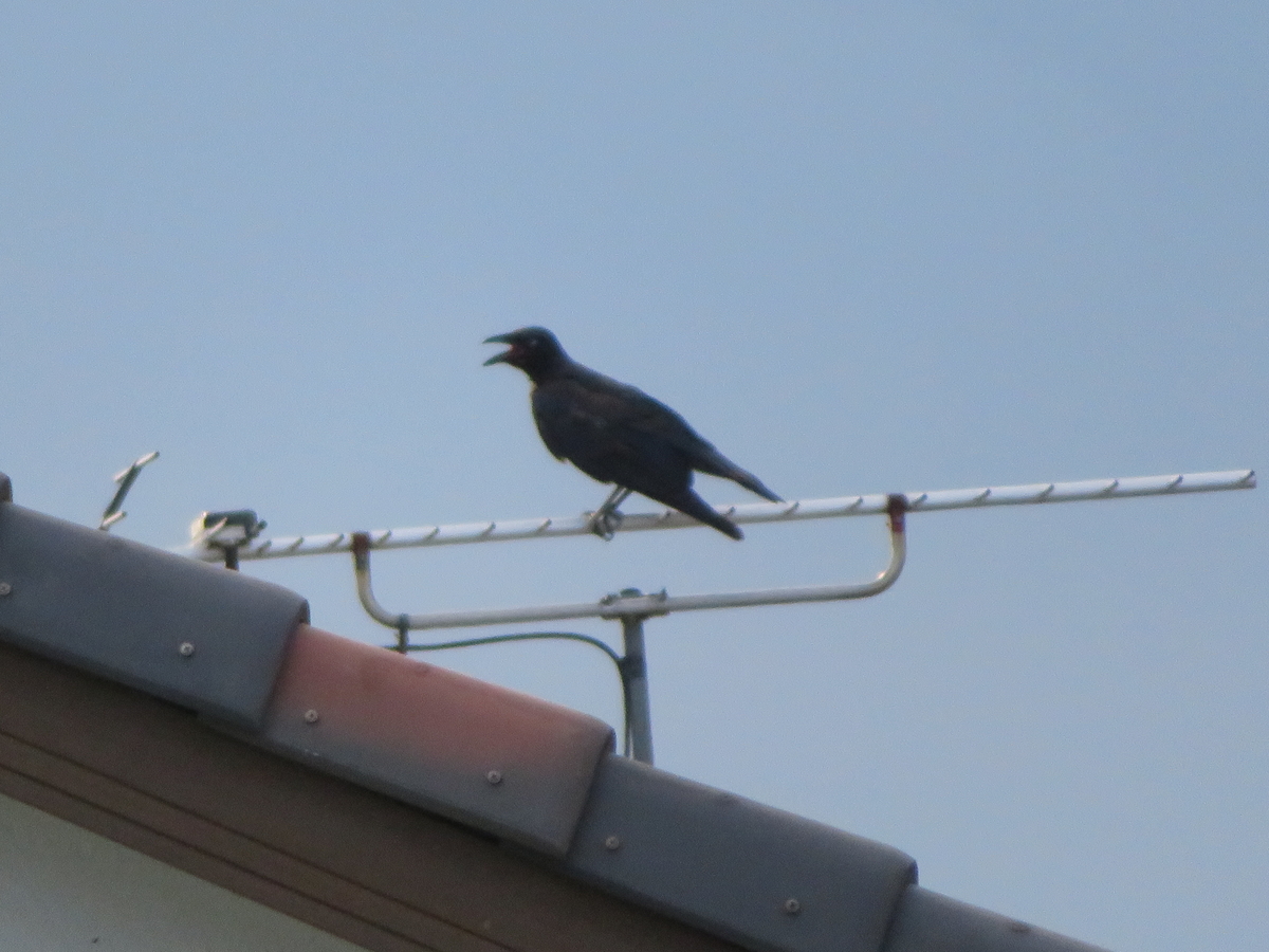 f:id:grk1:20190730092852j:plain f:id:grk1:20190730092852j:plain