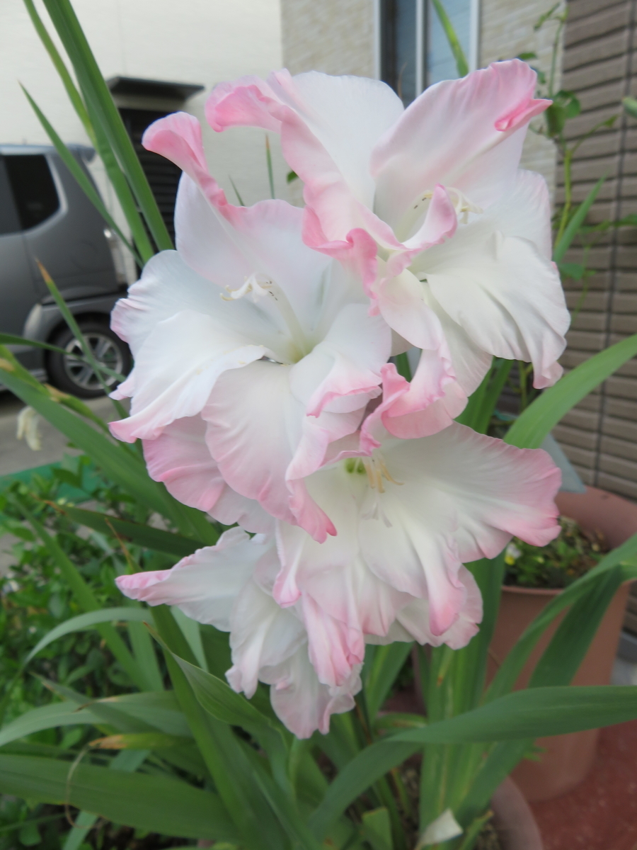 f:id:grk1:20190805224841j:plain f:id:grk1:20190805224841j:plain