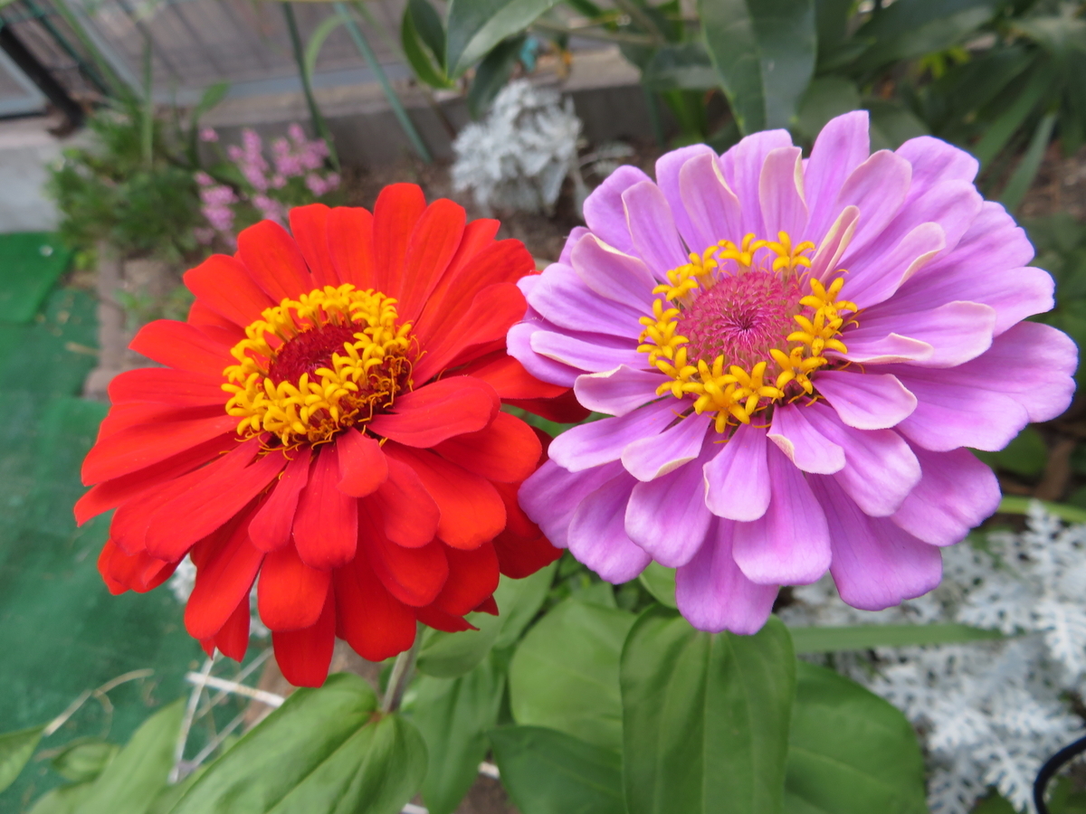 f:id:grk1:20190805225032j:plain f:id:grk1:20190805225032j:plain