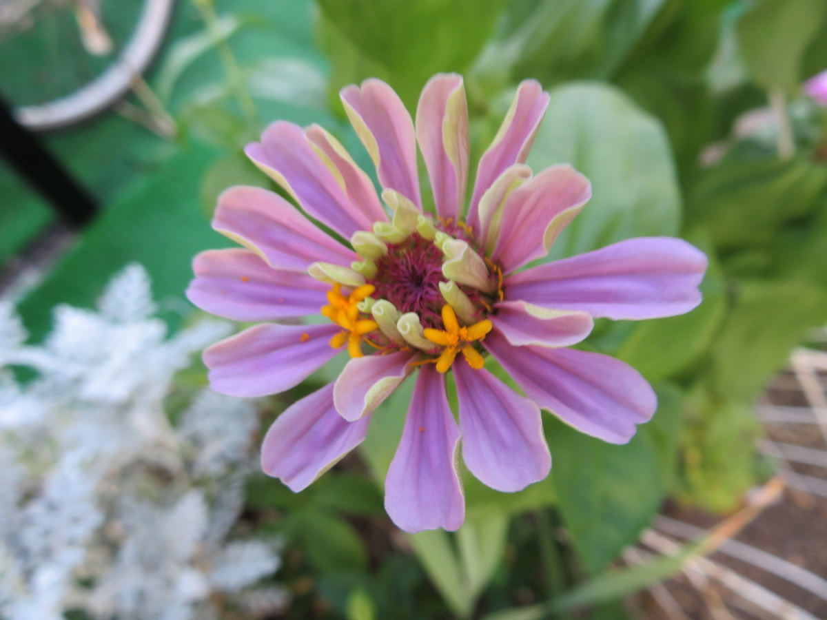 f:id:grk1:20190805225410j:plain f:id:grk1:20190805225410j:plain