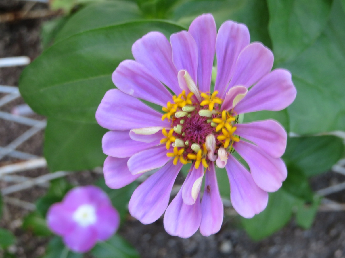 f:id:grk1:20190805225509j:plain f:id:grk1:20190805225509j:plain