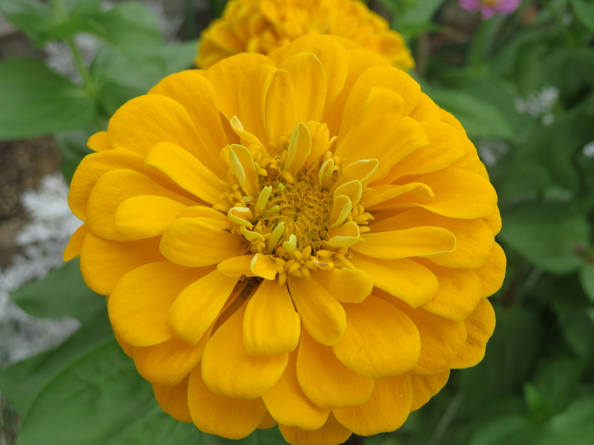 f:id:grk1:20190805230112j:plain f:id:grk1:20190805230112j:plain