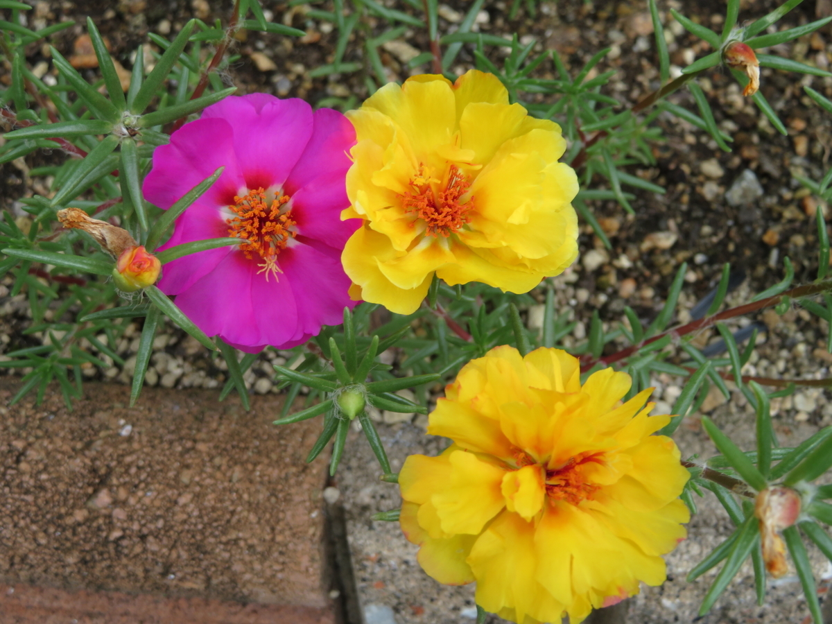 f:id:grk1:20190805230355j:plain f:id:grk1:20190805230355j:plain