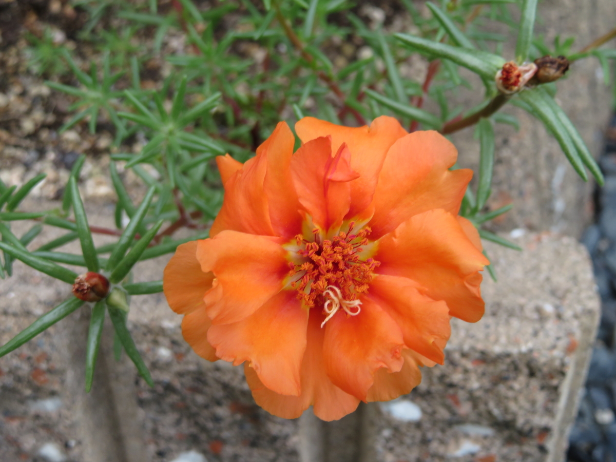 f:id:grk1:20190805230545j:plain f:id:grk1:20190805230545j:plain