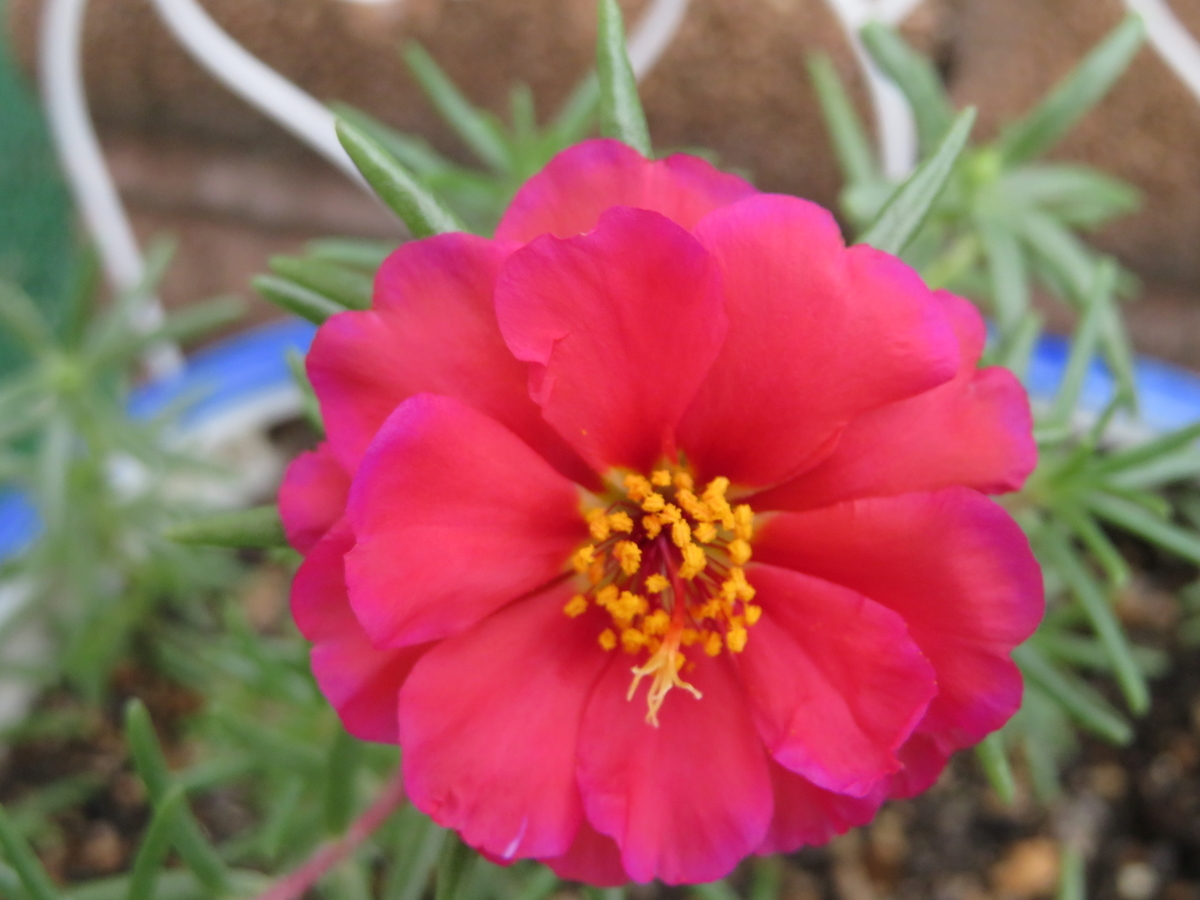 f:id:grk1:20190805230722j:plain f:id:grk1:20190805230722j:plain
