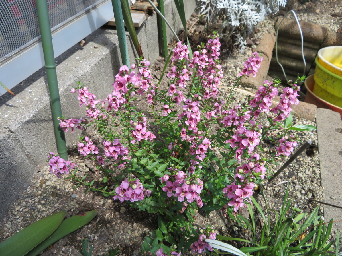 f:id:grk1:20190810172056j:plain f:id:grk1:20190810172056j:plain