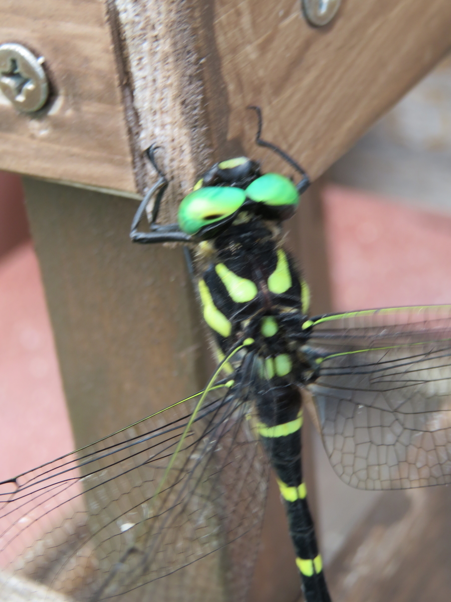 f:id:grk1:20190814154937j:plain f:id:grk1:20190814154937j:plain