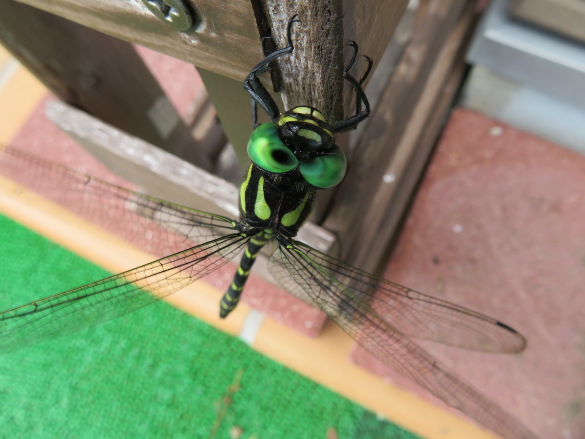f:id:grk1:20190814155558j:plain f:id:grk1:20190814155558j:plain