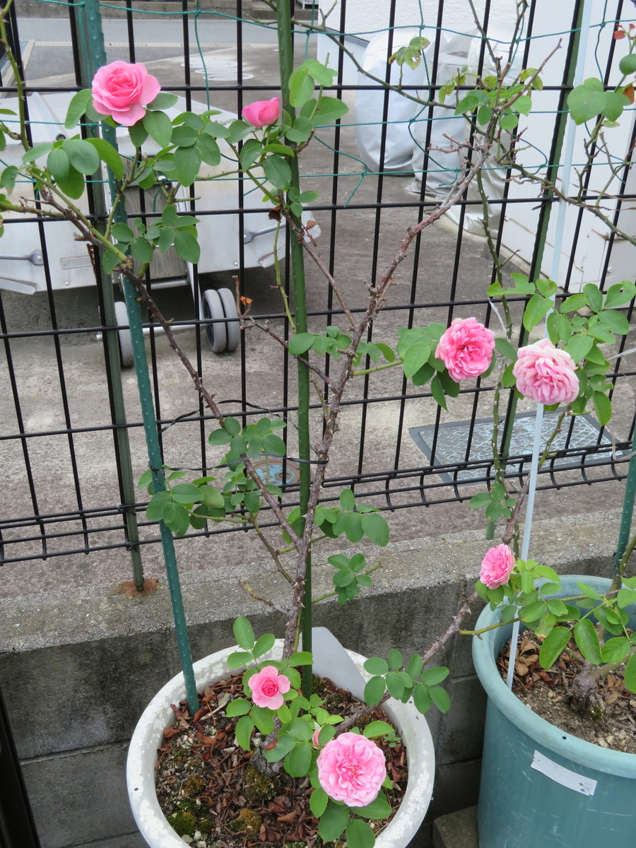 f:id:grk1:20190814181900j:plain f:id:grk1:20190814181900j:plain