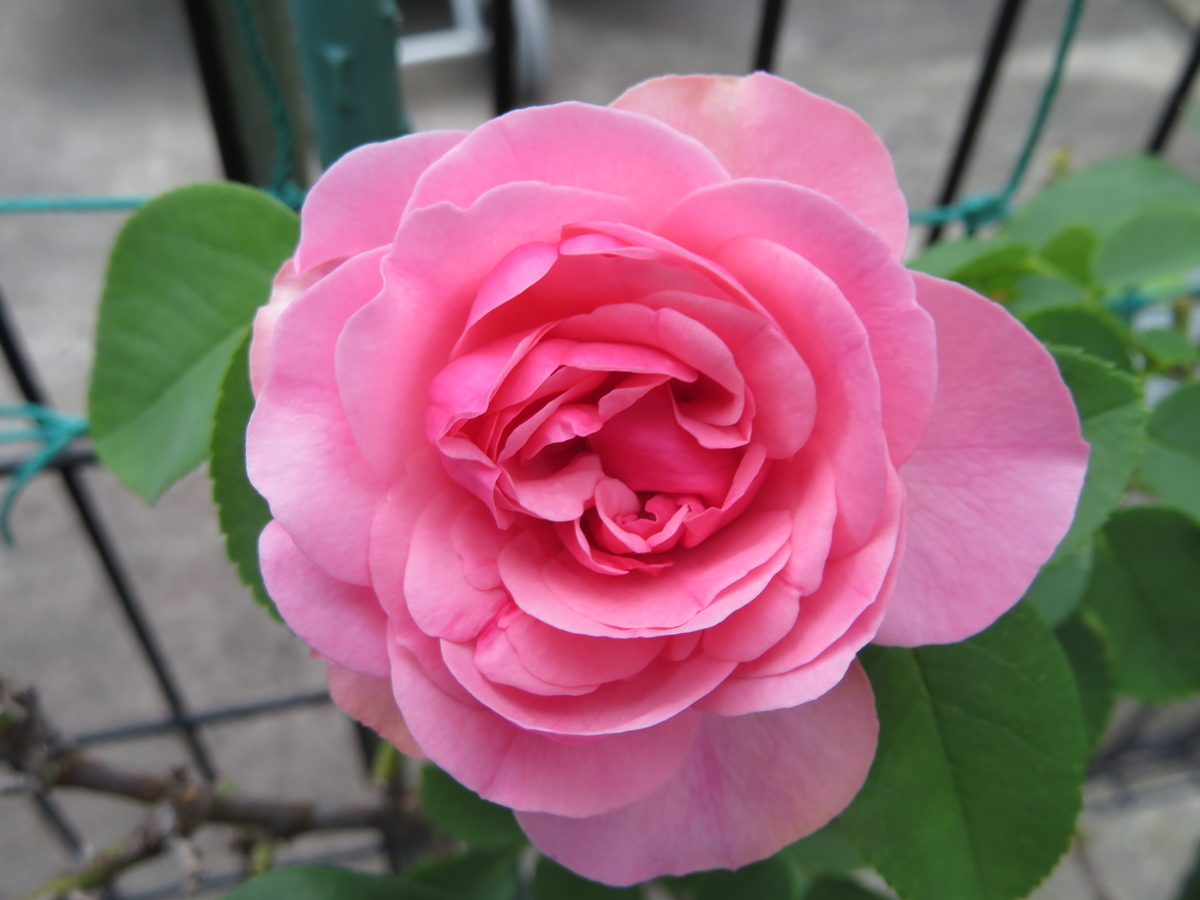 f:id:grk1:20190814182223j:plain f:id:grk1:20190814182223j:plain