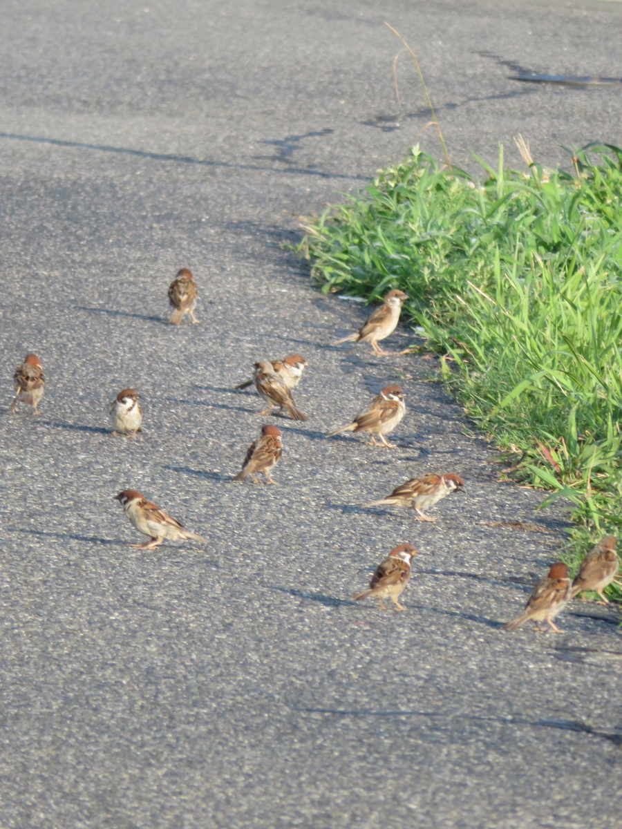楽しそうに思えた 雀 すずめ の学校 って 諦観ブログ日記