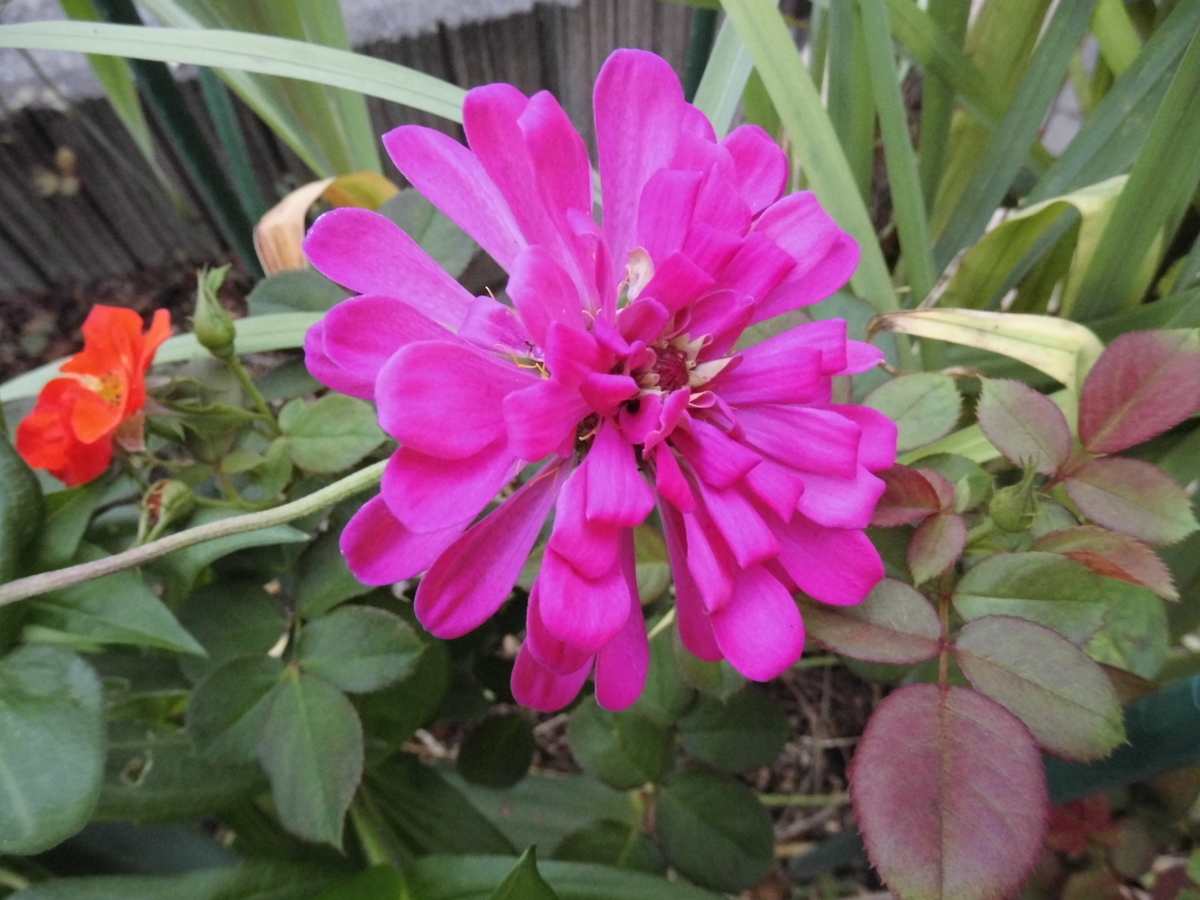 f:id:grk1:20190824183652j:plain f:id:grk1:20190824183652j:plain