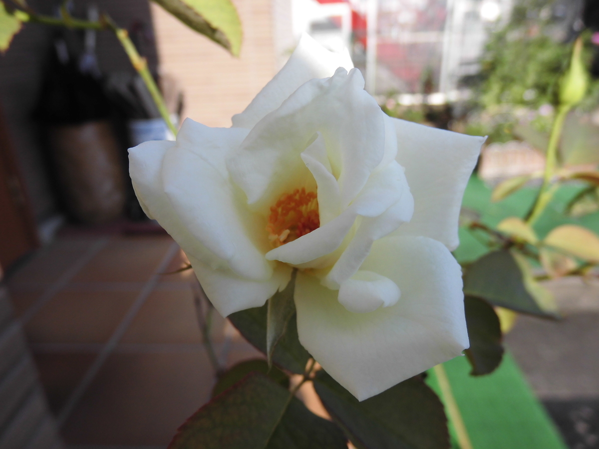 f:id:grk1:20190831114849j:plain f:id:grk1:20190831114849j:plain