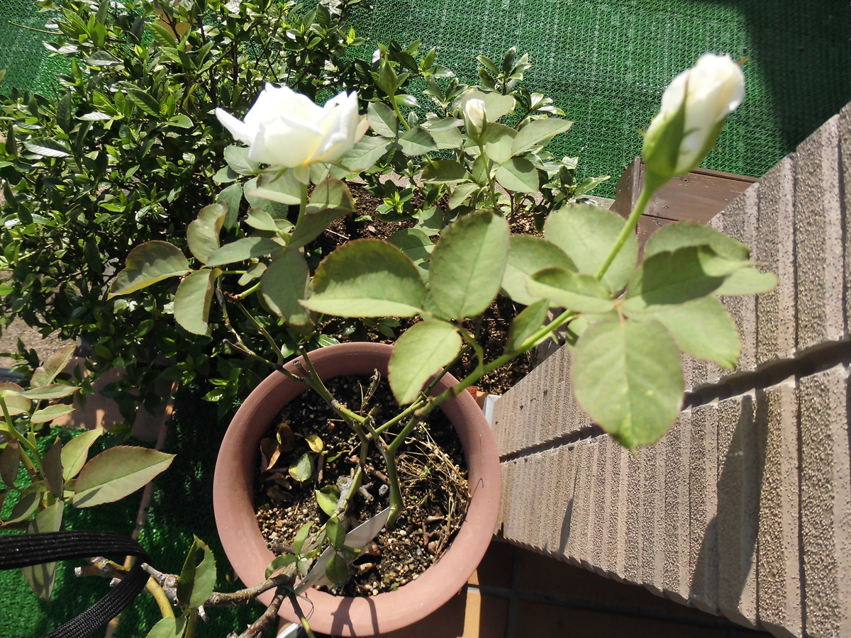 f:id:grk1:20190831115000j:plain f:id:grk1:20190831115000j:plain