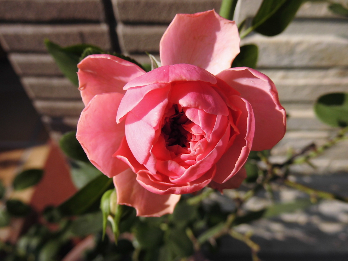 f:id:grk1:20190831120914j:plain