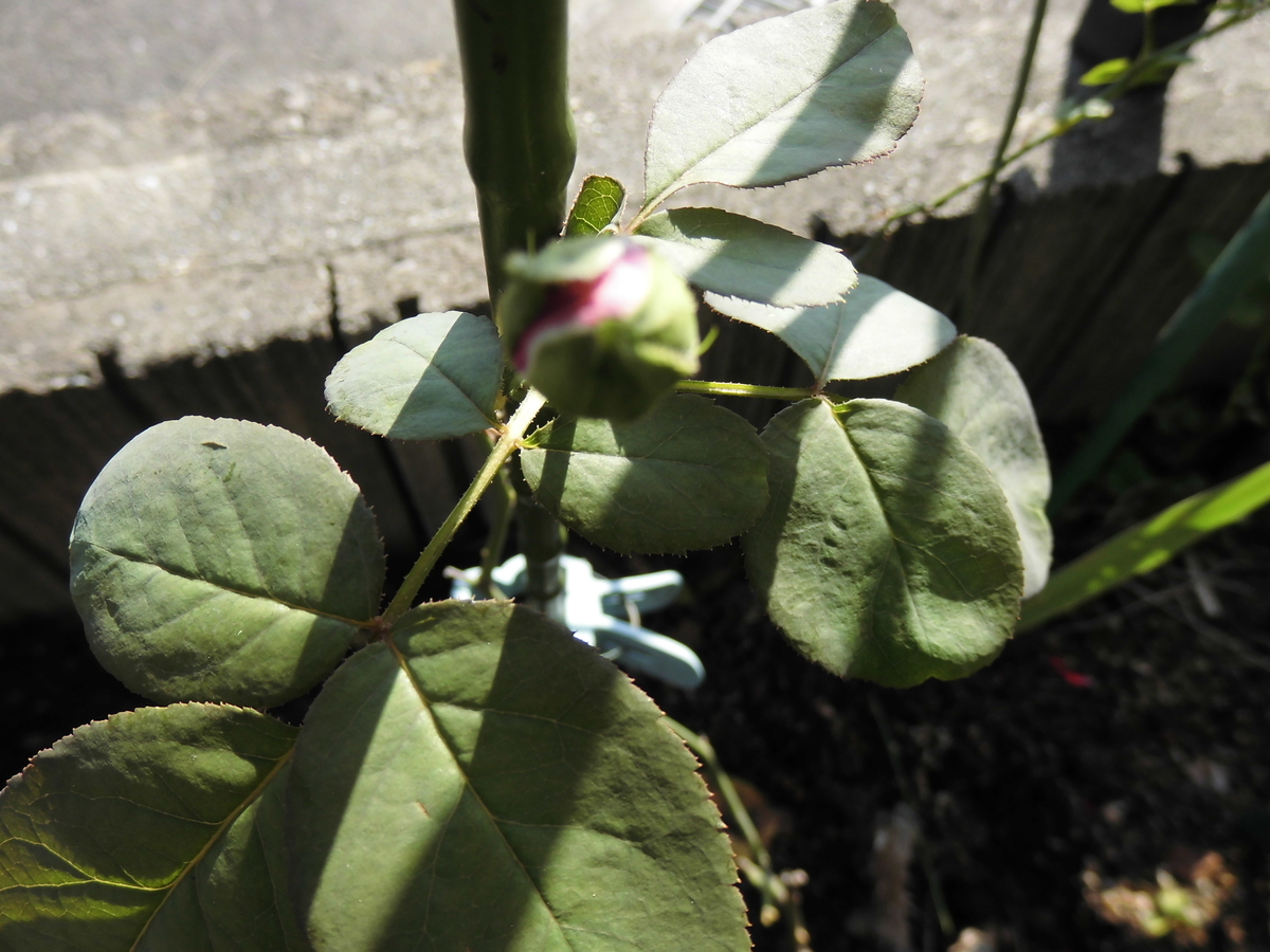 f:id:grk1:20190831121544j:plain f:id:grk1:20190831121544j:plain