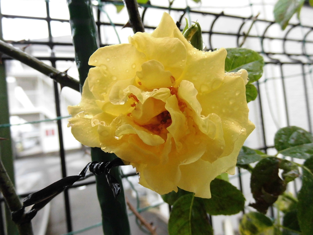 f:id:grk1:20190901160831j:plain f:id:grk1:20190901160831j:plain