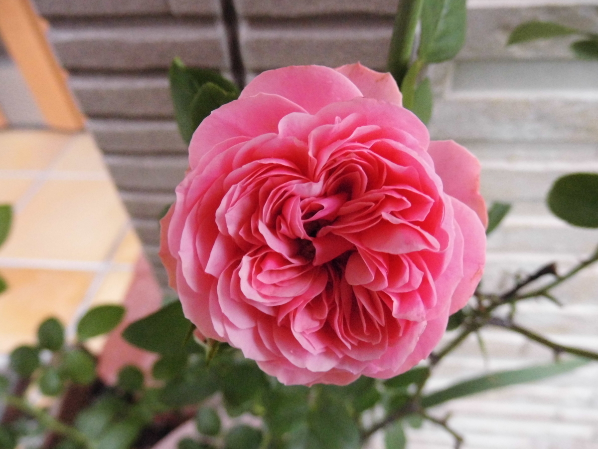 f:id:grk1:20190901160917j:plain f:id:grk1:20190901160917j:plain