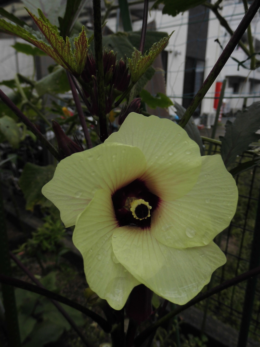f:id:grk1:20190901161141j:plain f:id:grk1:20190901161141j:plain