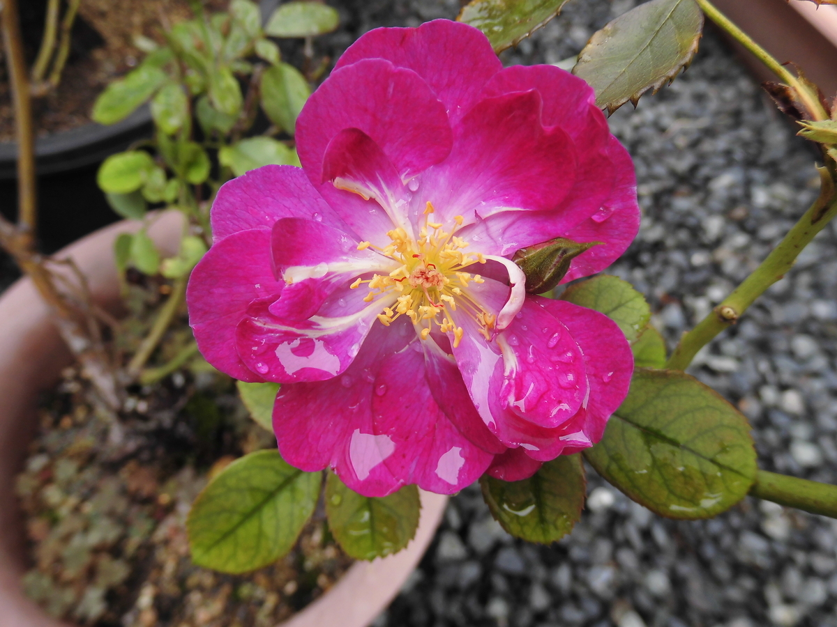 f:id:grk1:20190901161424j:plain f:id:grk1:20190901161424j:plain