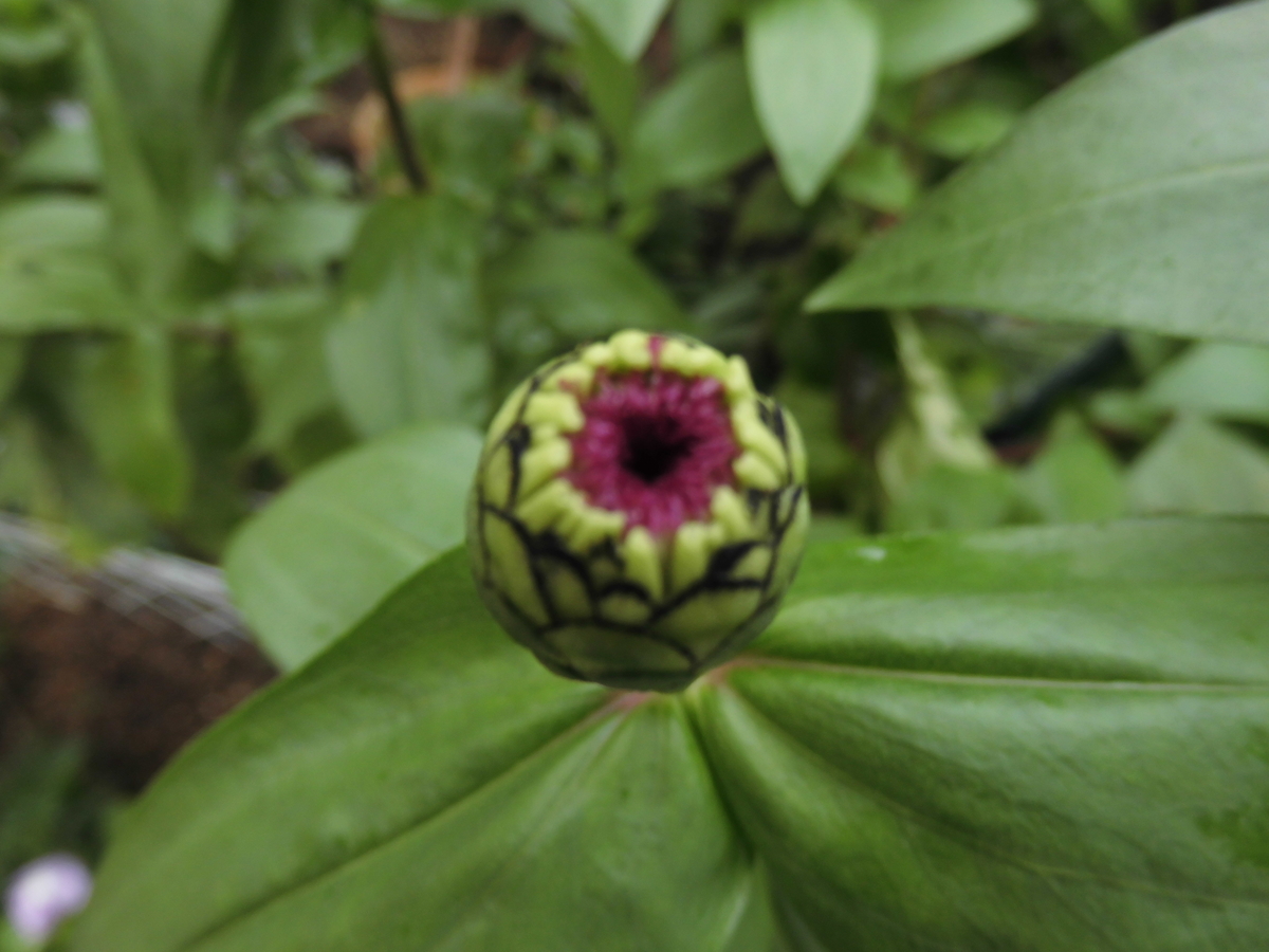 f:id:grk1:20190901161643j:plain f:id:grk1:20190901161643j:plain