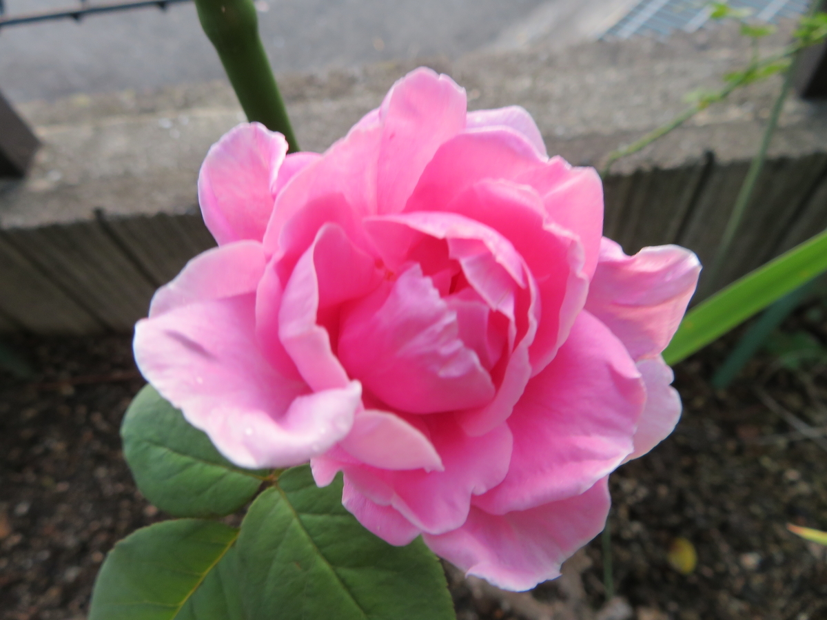 f:id:grk1:20190903084105j:plain f:id:grk1:20190903084105j:plain