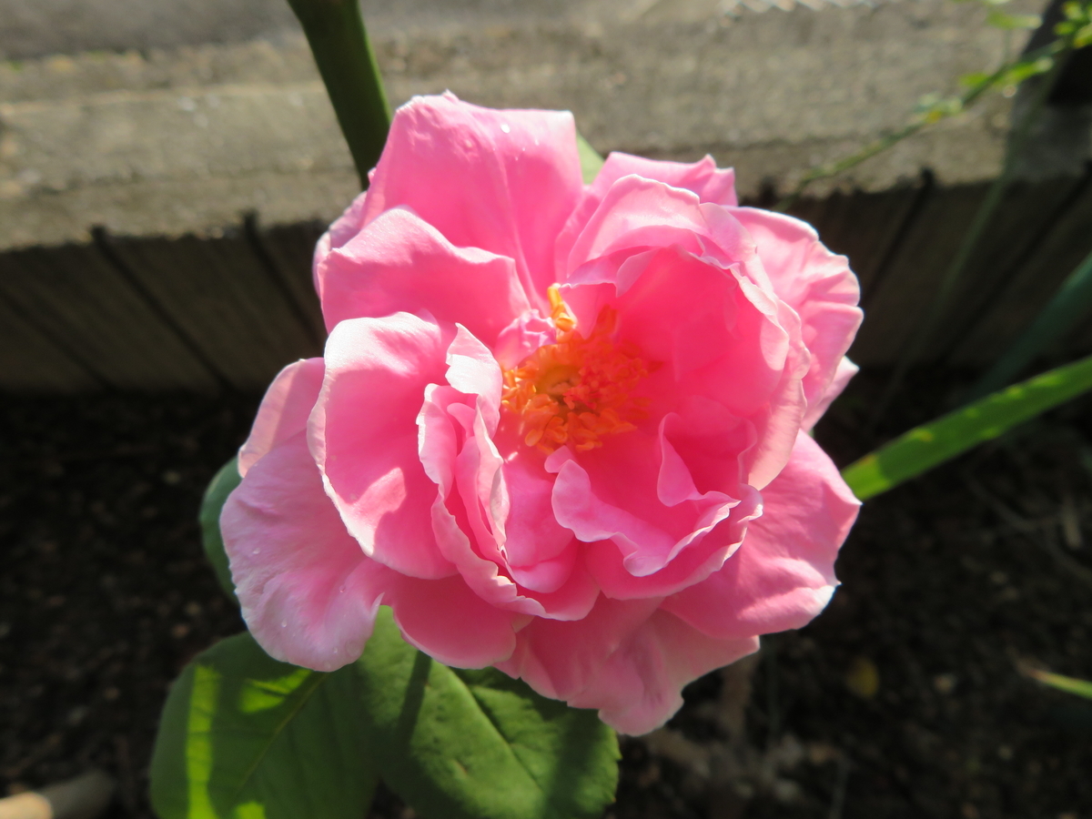 f:id:grk1:20190903084140j:plain f:id:grk1:20190903084140j:plain