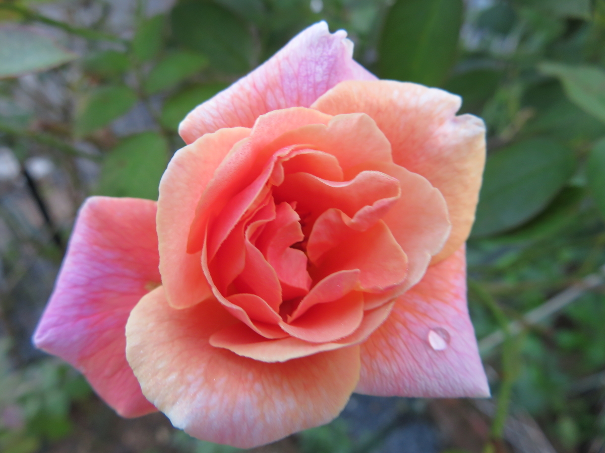 f:id:grk1:20190903092940j:plain f:id:grk1:20190903092940j:plain