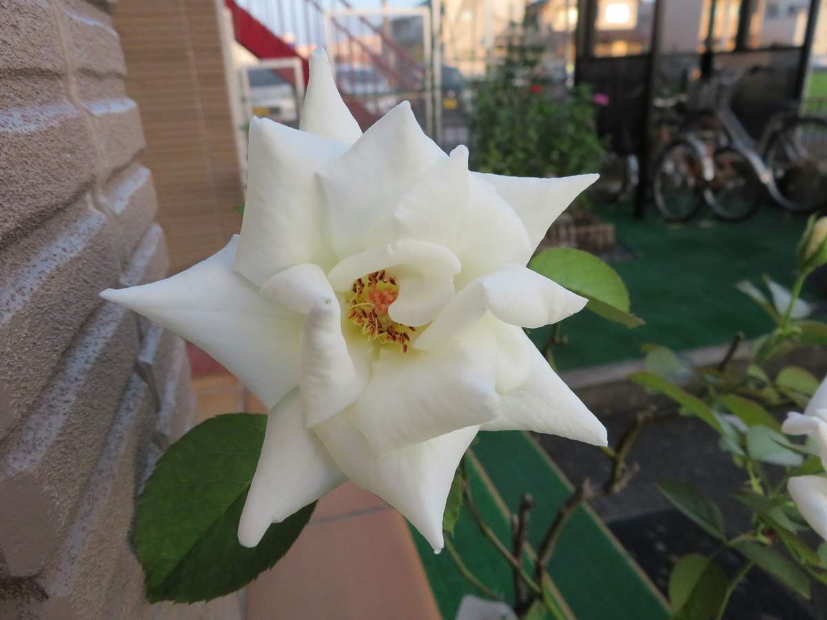 f:id:grk1:20190903094435j:plain f:id:grk1:20190903094435j:plain