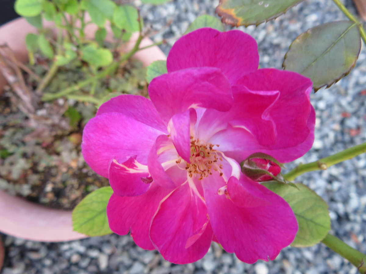 f:id:grk1:20190903094529j:plain f:id:grk1:20190903094529j:plain