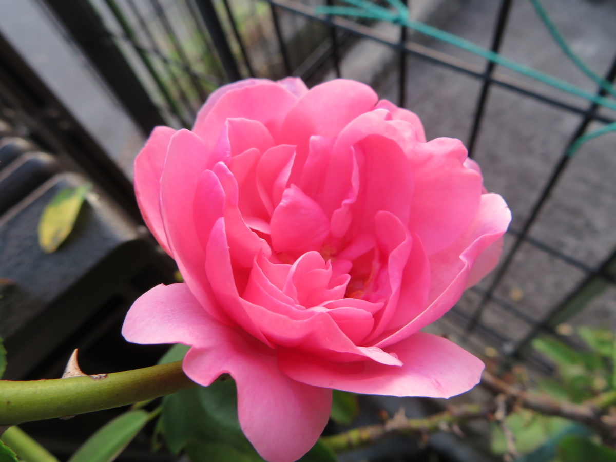 f:id:grk1:20190903094626j:plain f:id:grk1:20190903094626j:plain