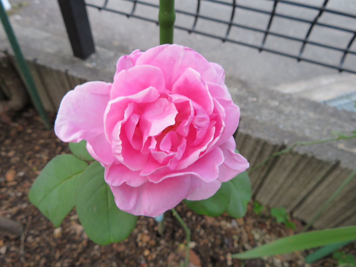 f:id:grk1:20190903180659j:plain f:id:grk1:20190903180659j:plain