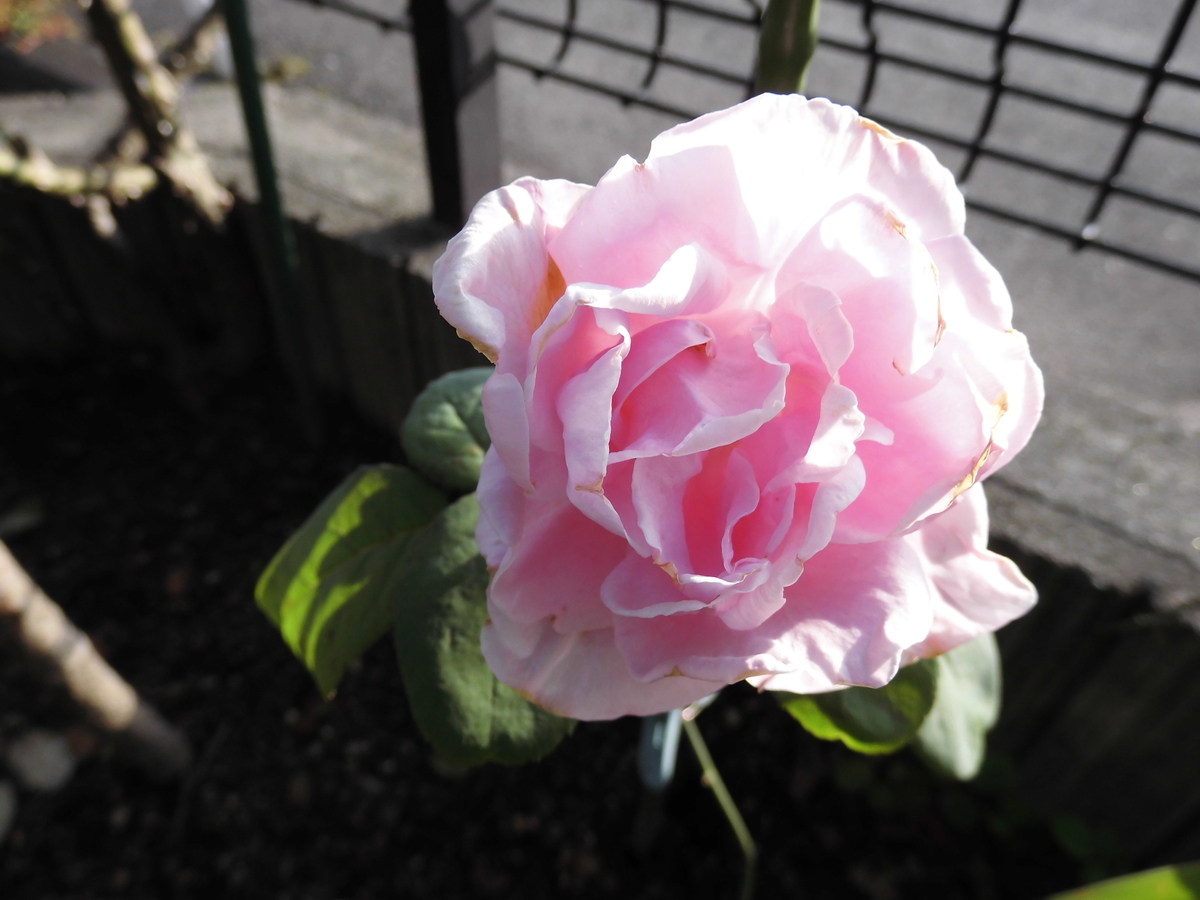 f:id:grk1:20190905072619j:plain f:id:grk1:20190905072619j:plain