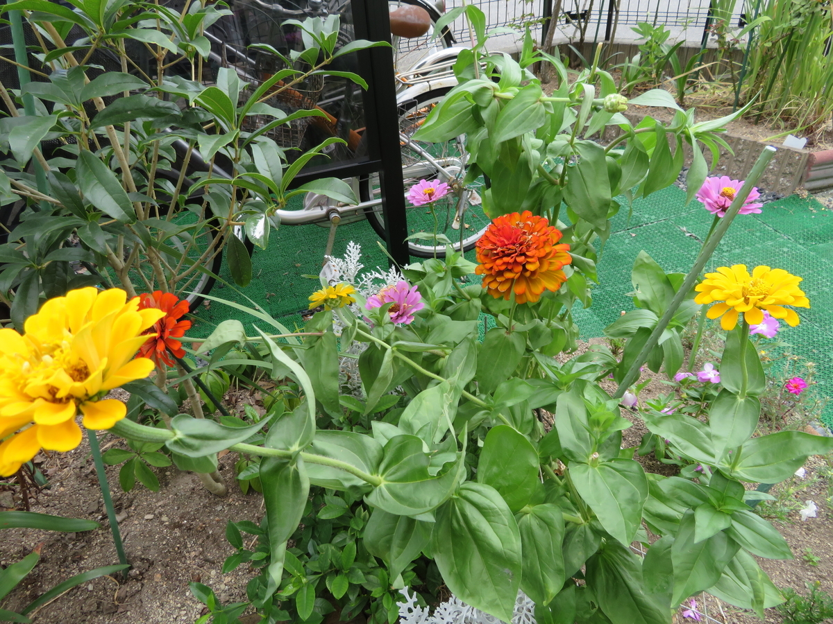 f:id:grk1:20190908194658j:plain f:id:grk1:20190908194658j:plain
