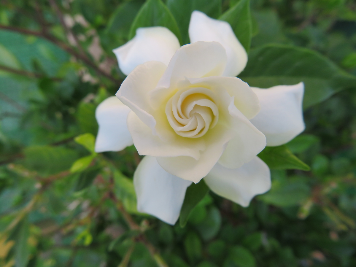 f:id:grk1:20190916142157j:plain