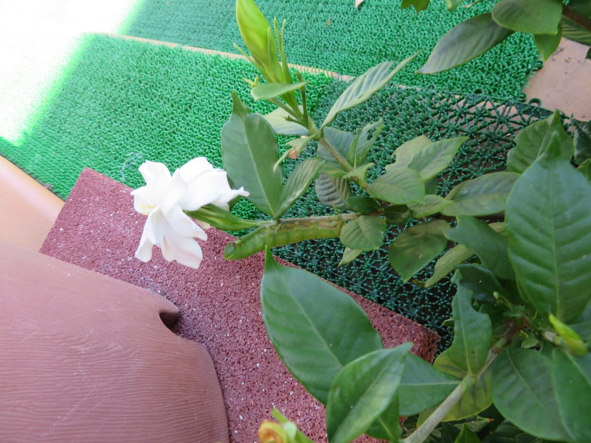 f:id:grk1:20190916142553j:plain