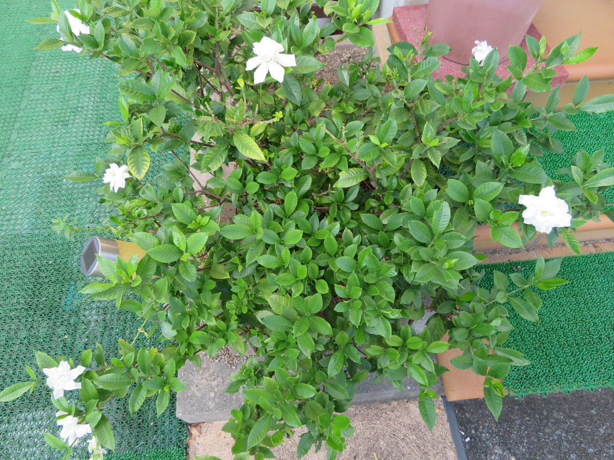 f:id:grk1:20190916143019j:plain f:id:grk1:20190916143019j:plain