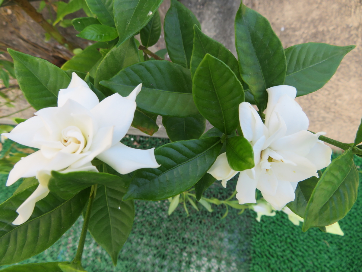 f:id:grk1:20190916143136j:plain f:id:grk1:20190916143136j:plain