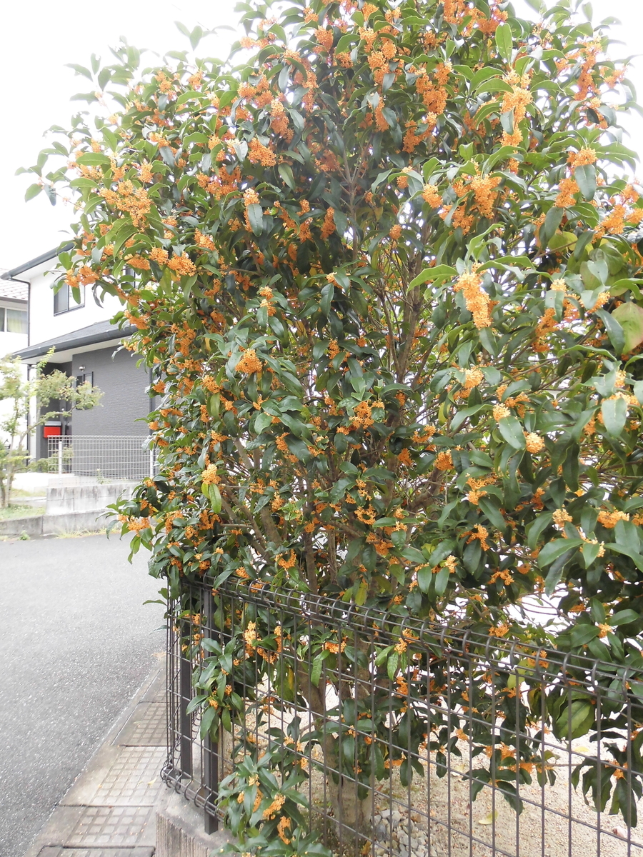 f:id:grk1:20191004184104j:plain f:id:grk1:20191004184104j:plain