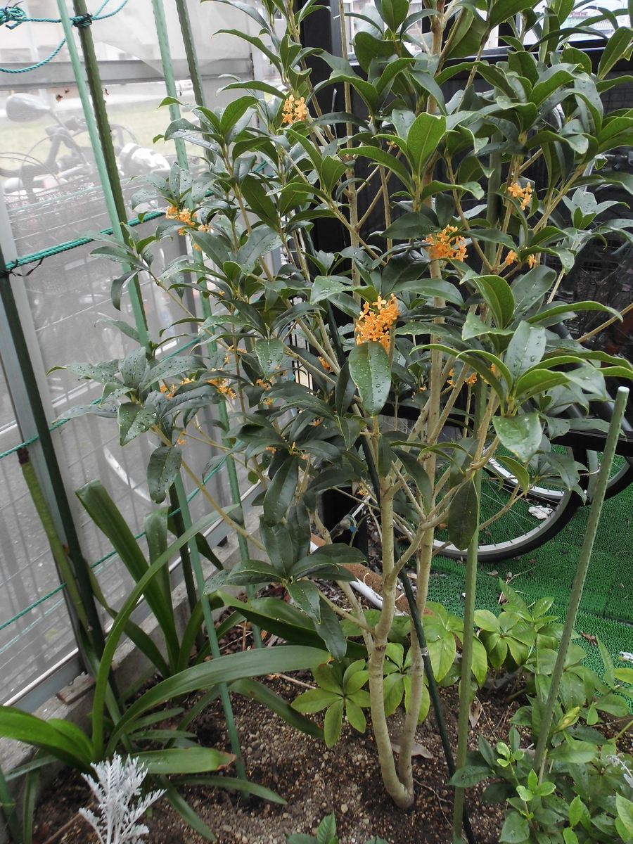 f:id:grk1:20191004184441j:plain f:id:grk1:20191004184441j:plain