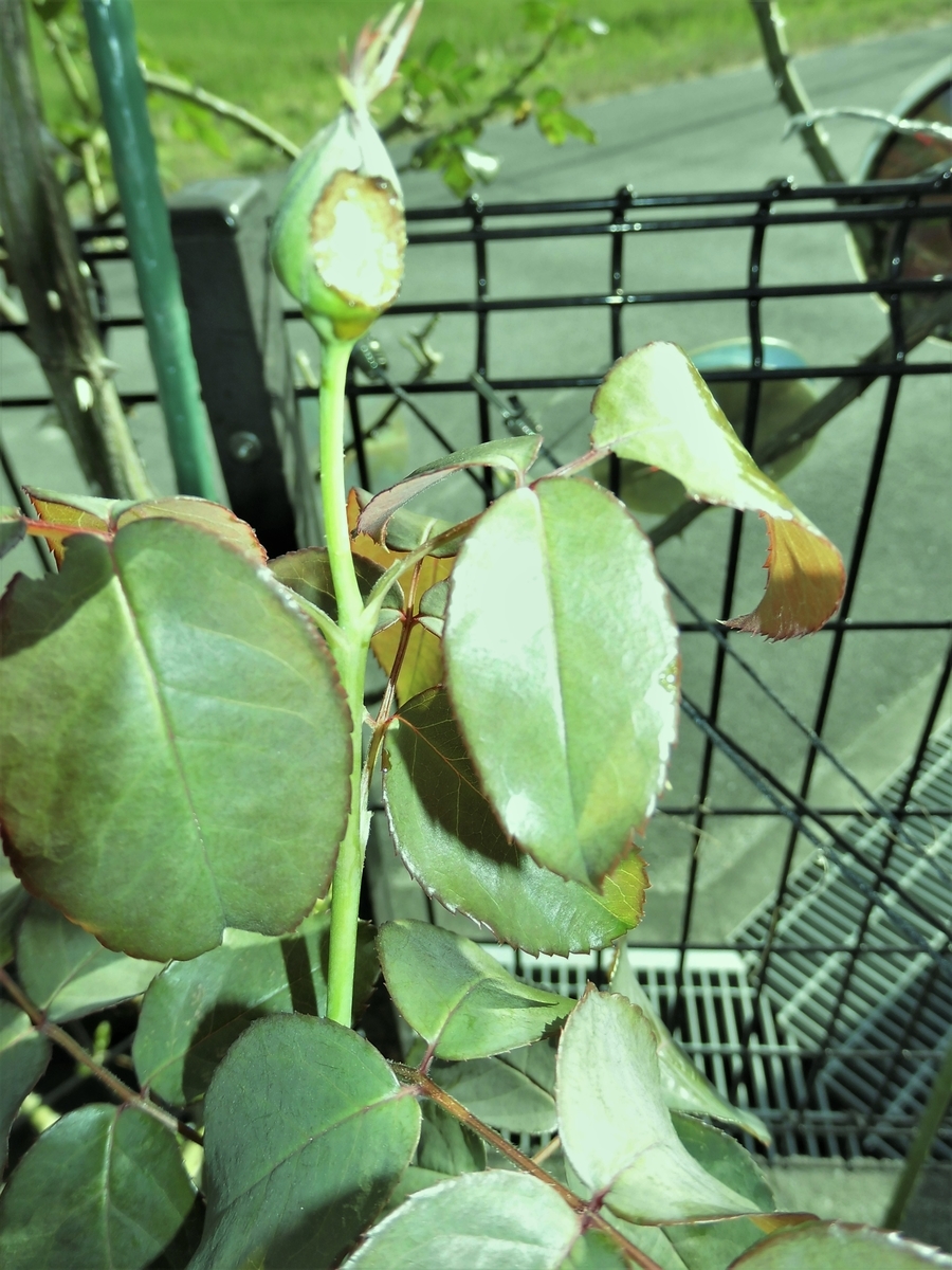 f:id:grk1:20191013094925j:plain