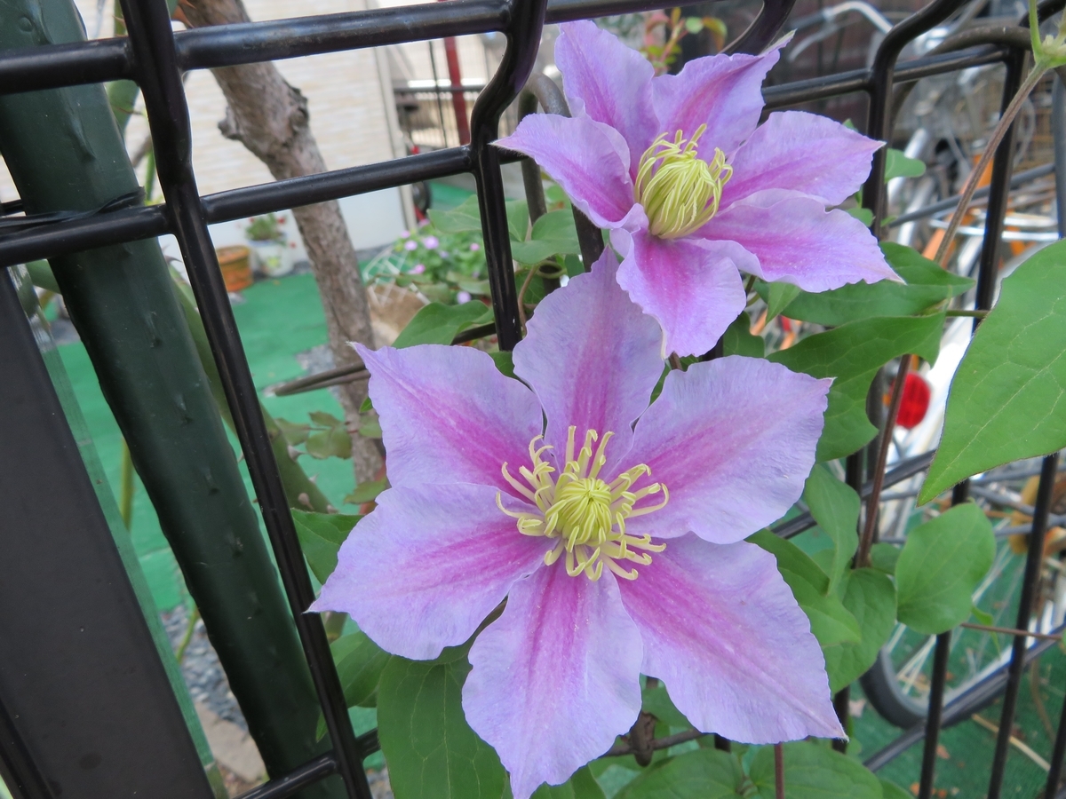 f:id:grk1:20191101195330j:plain