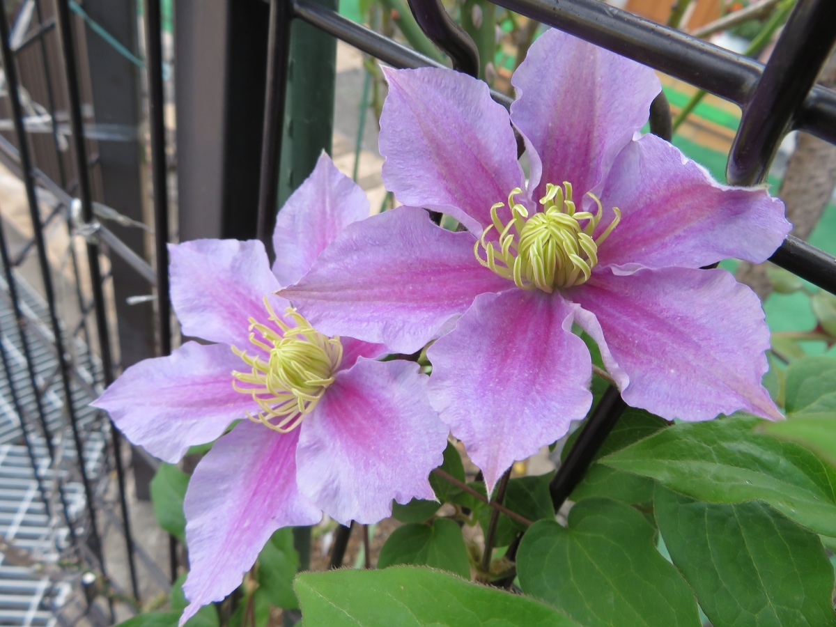 f:id:grk1:20191101195416j:plain