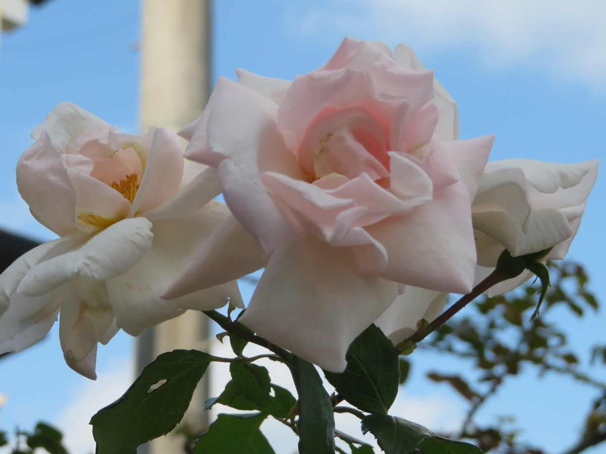 f:id:grk1:20191101200006j:plain